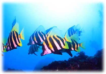 �e���O�_�C